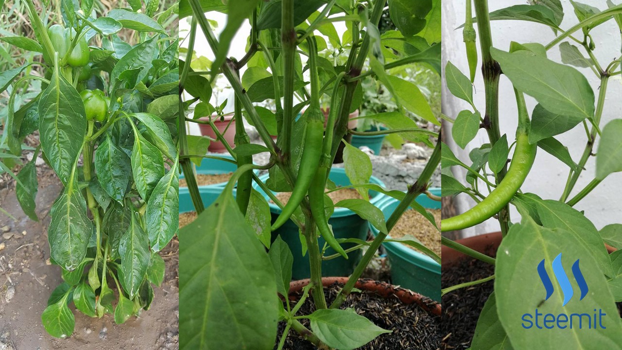 Pagpapatubo Ng Sili Mula Sa Buto Growing Hot Peppers From Seeds — Steemit